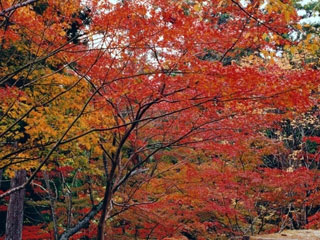 最上山公園(もみじ山)の写真4