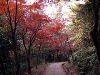 龍野公園紅葉谷の写真1