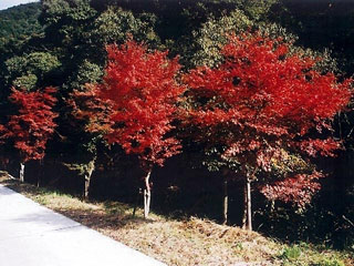 大滝川森林公園の写真1
