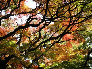 雷山千如寺大悲王院の写真4