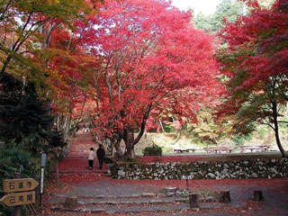 鶏足寺（旧飯福寺）の紅葉の写真３
