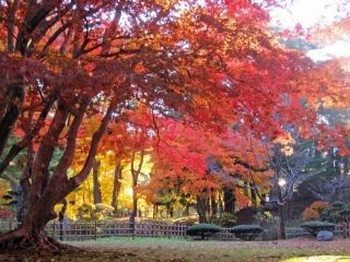 見晴公園・旧岩船氏庭園（香雪園）の紅葉写真１