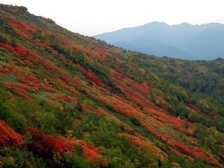 大雪山国立公園の紅葉写真１