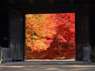 弘前公園の紅葉写真２