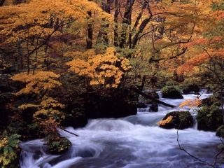 奥入瀬渓流の紅葉の写真３