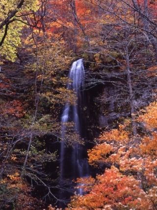 奥入瀬渓流の紅葉の写真４