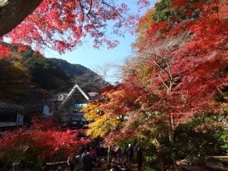 高尾山の紅葉写真１