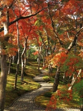 箱根美術館の紅葉の写真３