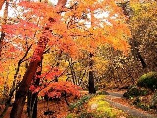 昇仙峡の紅葉の写真３