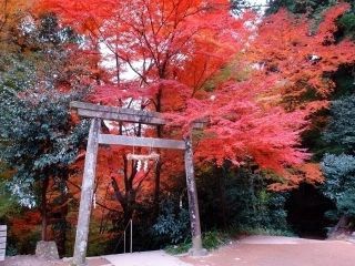 大矢田神社もみじ谷の紅葉の写真４