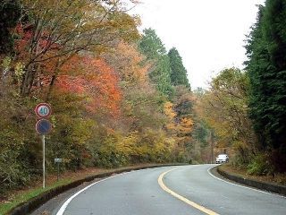 富士山スカイライン及び遊歩道（富士山自然休養林）の紅葉写真２