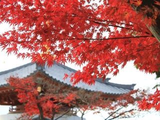 八事山 興正寺の紅葉の写真３