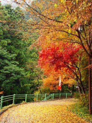 鳳来寺山の紅葉写真２