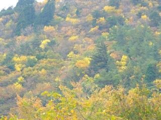 御在所岳の紅葉の写真３