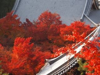 圓光寺の紅葉写真２