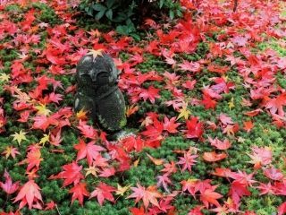 圓光寺の紅葉の写真３