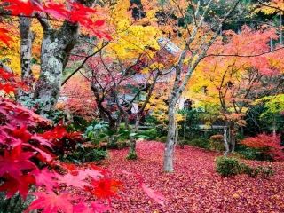 圓光寺の紅葉の写真４