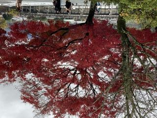 嵐山の紅葉写真２