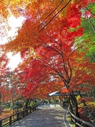 天龍寺の紅葉の写真４