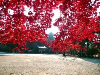 仁和寺の紅葉の写真３