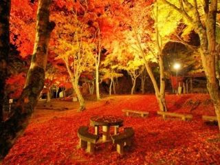 笠置山自然公園の紅葉の写真４