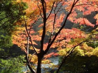 摂津峡公園の紅葉の写真４