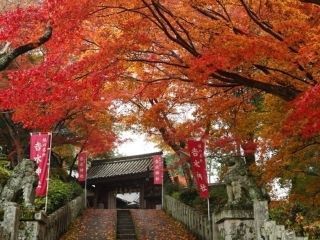 吉野山の紅葉の写真４