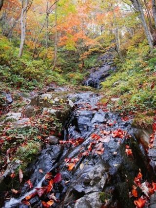 岡山県立森林公園の紅葉の写真３
