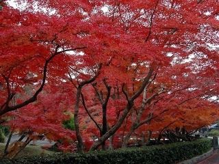 毛利氏庭園の紅葉の写真４