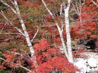 瀬戸川渓谷の紅葉の写真４