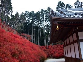 呑山観音寺の紅葉写真２