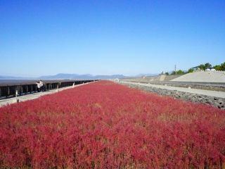 東与賀海岸シチメンソウ群生地の紅葉写真１