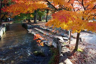 上賀茂神社の紅葉写真１