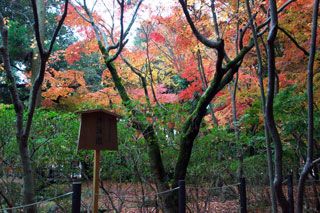 上賀茂神社の紅葉の写真３