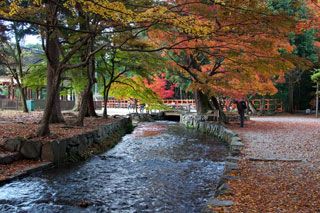 上賀茂神社の紅葉の写真４