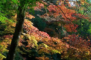 百済寺（湖東三山）の紅葉の写真４