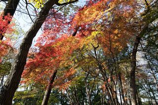 石神井公園の紅葉写真１