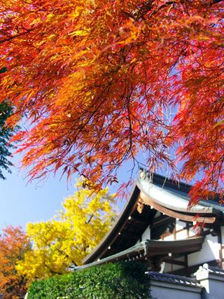 本土寺の紅葉写真１