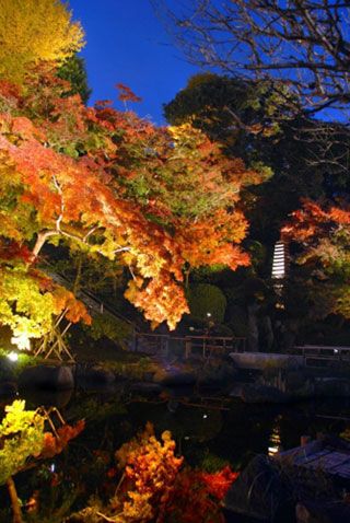 鎌倉 長谷寺の紅葉の写真３