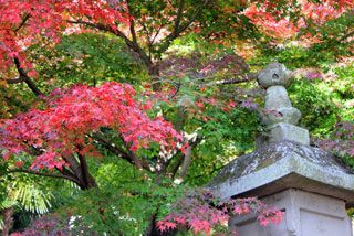 鎌倉 長谷寺の紅葉の写真４