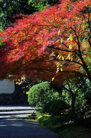 秋篠寺の紅葉写真１