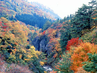 面白山紅葉川渓谷の紅葉写真２