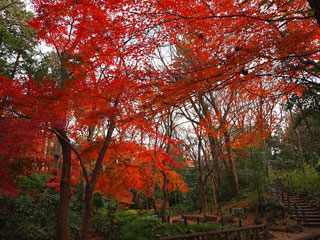 有栖川宮記念公園の紅葉写真１