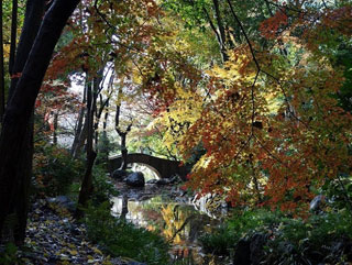 有栖川宮記念公園の紅葉の写真３
