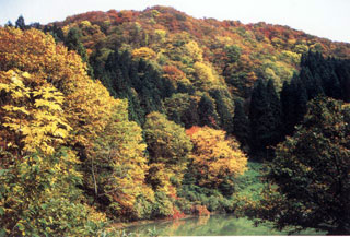 嘉例沢森林公園の紅葉写真１
