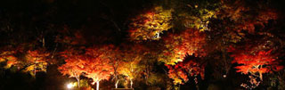 有馬温泉 太閤の湯「紅葉の棚田」の紅葉の写真３