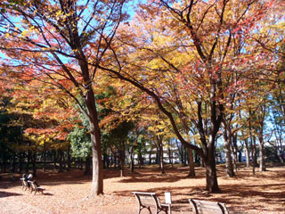 城北中央公園の紅葉写真１