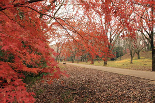 佐倉城址公園の紅葉の写真３