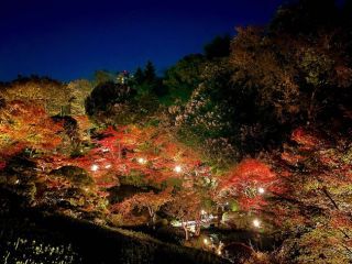 池田山公園の紅葉写真２