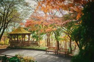 神戸布引ハーブ園・ロープウェイの紅葉の写真３